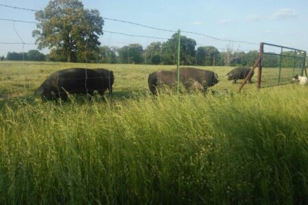 Grass fed pork in the field