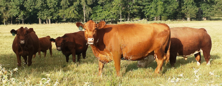 Grass Fed Beef on pasture 365 photo 22