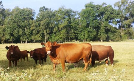 Grass fed Red Angus